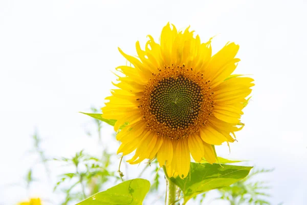 Ein Feld mit Sonnenblumen. große gelbe Blumenfeld. Blumen mit Samen. — Stockfoto