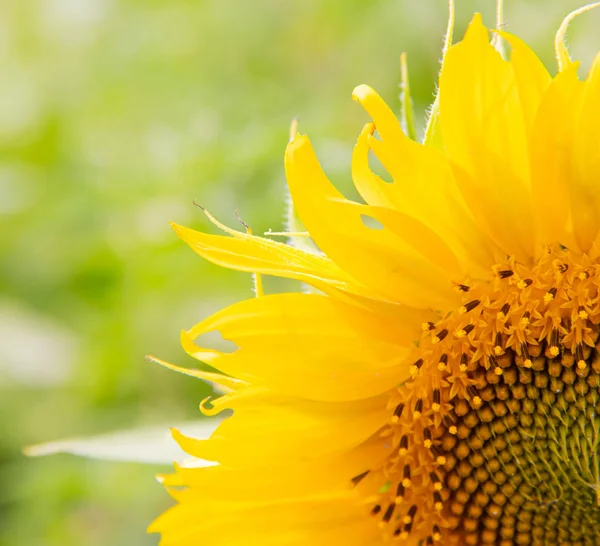 Ein Feld mit Sonnenblumen. große gelbe Blumenfeld. Blumen mit Samen. — Stockfoto