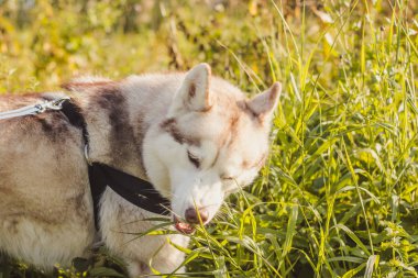 Genç husky köpek sonbahar sezonunda parkta yürüyüş 