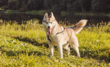 Genç husky köpek sonbahar sezonunda parkta yürüyüş 