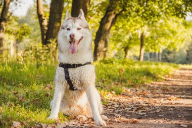 Genç husky köpek sonbahar sezonunda parkta yürüyüş 