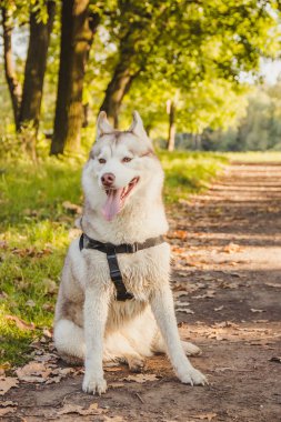 Genç husky köpek sonbahar sezonunda parkta yürüyüş 