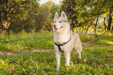 Genç husky köpek sonbahar sezonunda parkta yürüyüş 
