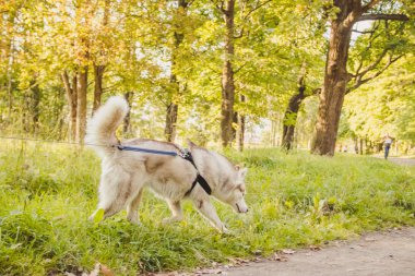 Genç husky köpek sonbahar sezonunda parkta yürüyüş 