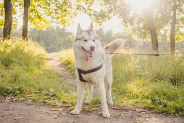 Genç husky köpek sonbahar sezonunda parkta yürüyüş 
