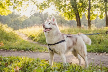 Genç husky köpek sonbahar sezonunda parkta yürüyüş 