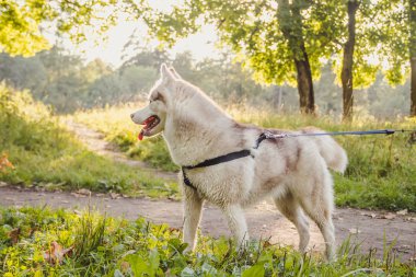 Genç husky köpek sonbahar sezonunda parkta yürüyüş 