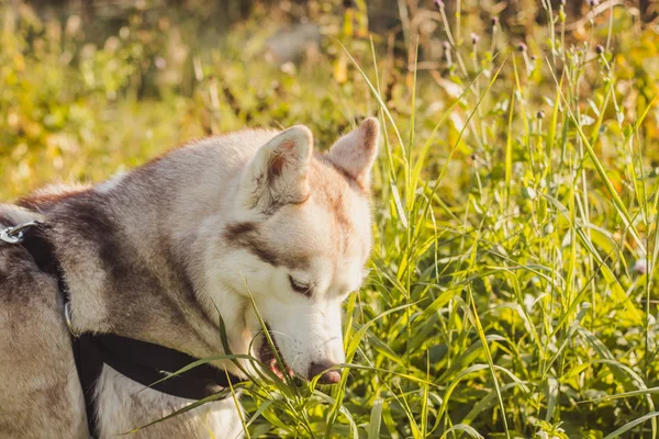 Genç husky köpek sonbahar sezonunda parkta yürüyüş 