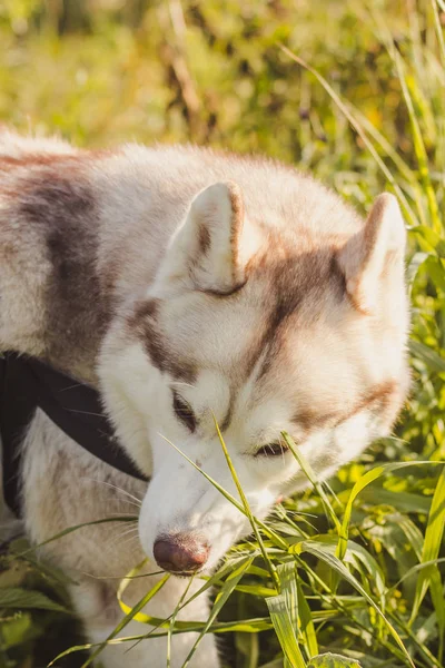 Genç husky köpek sonbahar sezonunda parkta yürüyüş 