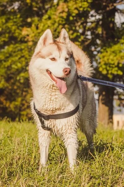 Joven Perro Husky Paseando Parque Temporada Otoño —  Fotos de Stock