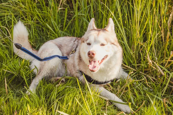 Fiatal Husky Kutya Séta Parkban Őszi Szezonban — Stock Fotó