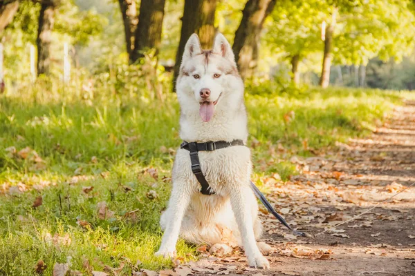 Jovem Cão Husky Caminhando Parque Temporada Outono — Fotografia de Stock