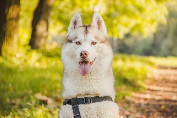 Fiatal Husky Kutya Séta Parkban Őszi Szezonban — Stock Fotó