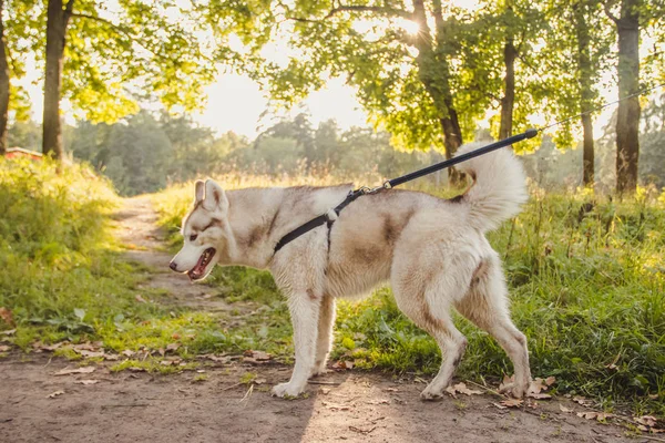 Молодий Хаскі Собака Гуляє Парку Осінній Сезон — стокове фото