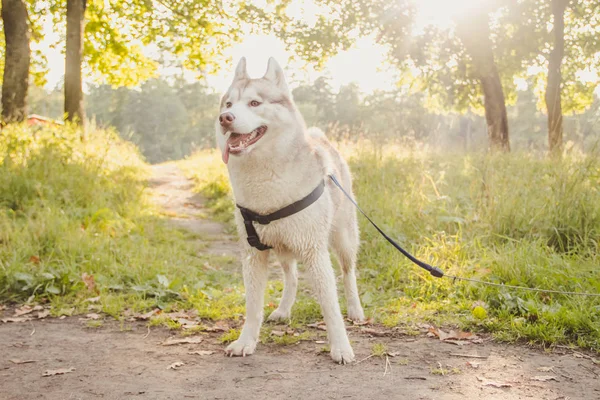 Jovem Cão Husky Caminhando Parque Temporada Outono — Fotografia de Stock