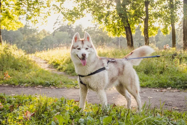 Młody Husky Pies Chodzenie Park Jesień Sezon — Zdjęcie stockowe