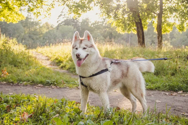 Młody Husky Pies Chodzenie Park Jesień Sezon — Zdjęcie stockowe