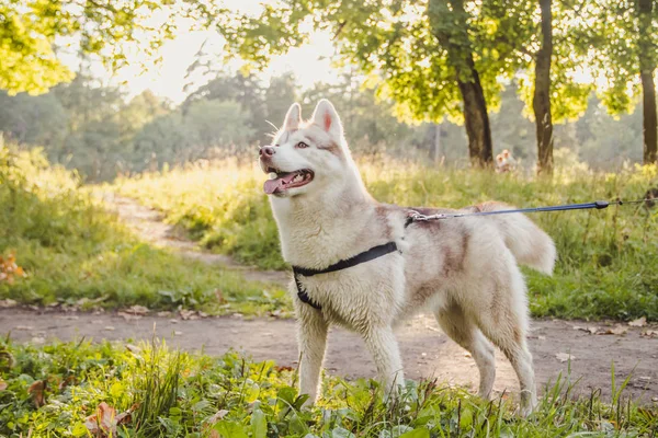 Fiatal Husky Kutya Séta Parkban Őszi Szezonban — Stock Fotó