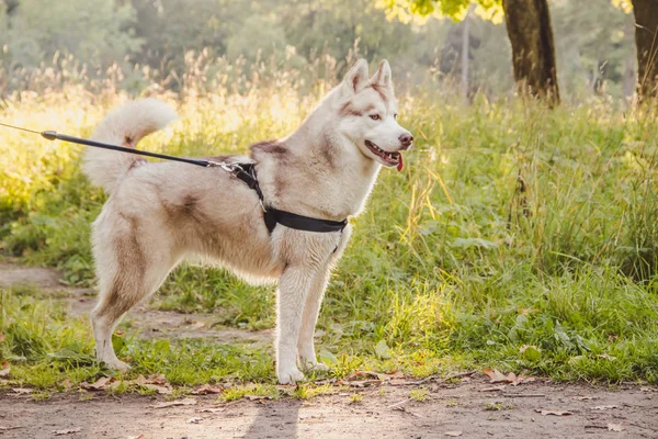 Ung Husky hund för en promenad i parken på hösten. Husky rasen. Lätt fluffigt hund. Gå med hunden. Hund på koppel. En sällskapsdjur — Stockfoto