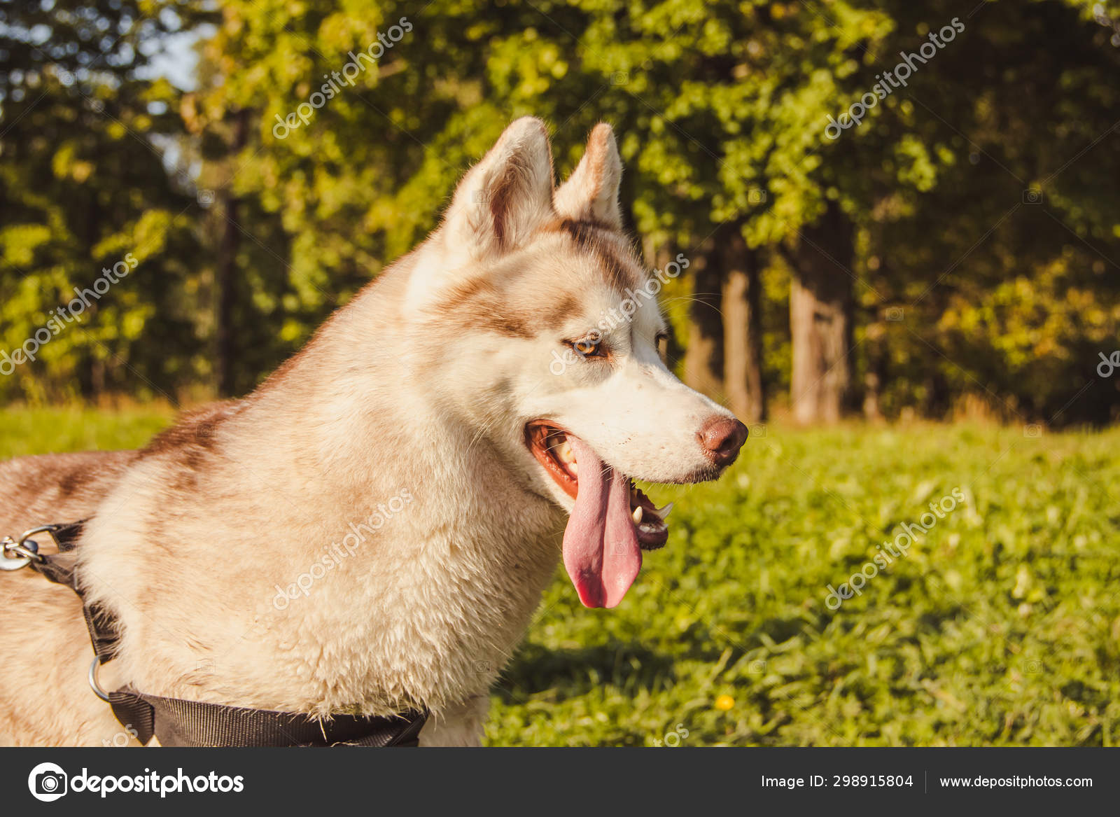 husky fluffy dog