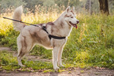 Sonbaharda parkta bir yürüyüş için genç husky köpek. Husky cinsi. Hafif kabarık köpek. Köpekle yürü. Tasmalı köpek. Bir evcil hayvan