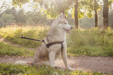 Sonbaharda parkta bir yürüyüş için genç husky köpek. Husky cinsi. Hafif kabarık köpek. Köpekle yürü. Tasmalı köpek. Bir evcil hayvan