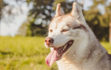 Husky portresi. Sonbaharda parkta yürüyüş yapmak için genç, iri yarı bir köpek. Husky cinsi. Hafif tüylü köpek. Köpekle birlikte yürü. Tasmalı bir köpek. Evcil hayvan