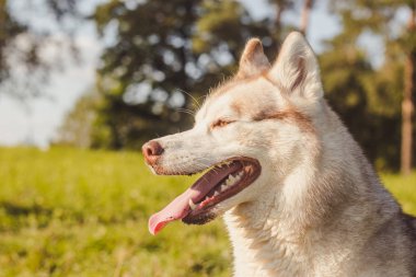 Husky portresi. Sonbaharda parkta yürüyüş yapmak için genç, iri yarı bir köpek. Husky cinsi. Hafif tüylü köpek. Köpekle birlikte yürü. Tasmalı bir köpek. Evcil hayvan