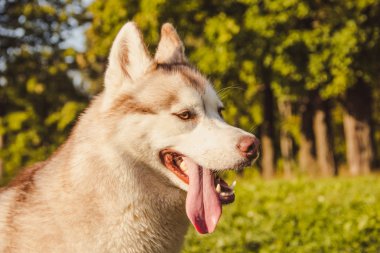 Husky portresi. Sonbaharda parkta yürüyüş yapmak için genç, iri yarı bir köpek. Husky cinsi. Hafif tüylü köpek. Köpekle birlikte yürü. Tasmalı bir köpek. Evcil hayvan