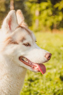 Husky portresi. Sonbaharda parkta yürüyüş yapmak için genç, iri yarı bir köpek. Husky cinsi. Hafif tüylü köpek. Köpekle birlikte yürü. Tasmalı bir köpek. Evcil hayvan