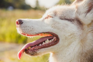 Husky portresi. Sonbaharda parkta yürüyüş yapmak için genç, iri yarı bir köpek. Husky cinsi. Hafif tüylü köpek. Köpekle birlikte yürü. Tasmalı bir köpek. Evcil hayvan