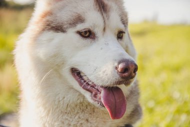 Husky portresi. Sonbaharda parkta yürüyüş yapmak için genç, iri yarı bir köpek. Husky cinsi. Hafif tüylü köpek. Köpekle birlikte yürü. Tasmalı bir köpek. Evcil hayvan