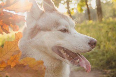 Husky portresi. Sonbaharda parkta yürüyüş yapmak için genç, iri yarı bir köpek. Husky cinsi. Hafif tüylü köpek. Köpekle birlikte yürü. Tasmalı bir köpek. Evcil hayvan