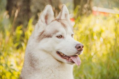 Genç husky köpek sonbahar sezonunda parkta yürüyüş 
