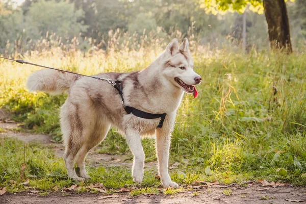 Młody Husky pies na spacer w parku jesienią. Rasy husky. Lekki puszysty pies. Spacer z psem. Pies na smyczy. Zwierzaka — Zdjęcie stockowe