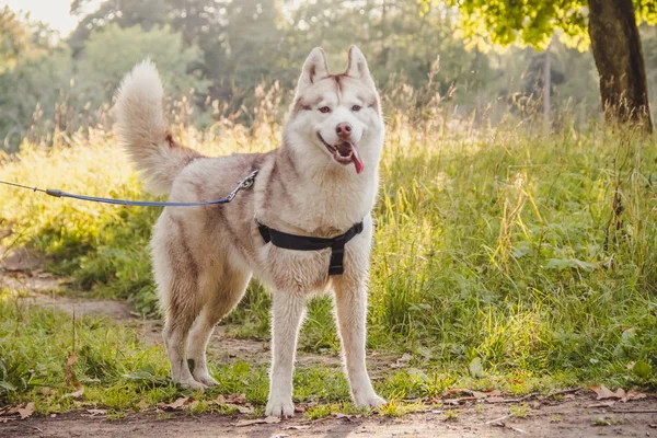 Młody Husky pies na spacer w parku jesienią. Rasy husky. Lekki puszysty pies. Spacer z psem. Pies na smyczy. Zwierzaka — Zdjęcie stockowe