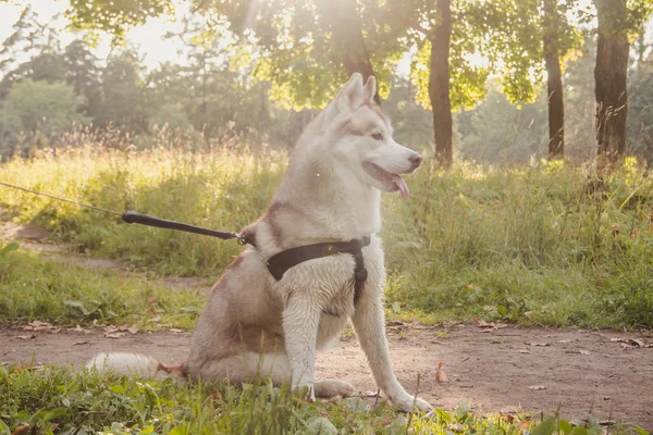 Cão husky novo para um passeio no parque no outono. Raça Husky. Cão fofo leve. Anda com o cão. Cão com uma trela. Um animal de estimação — Fotografia de Stock