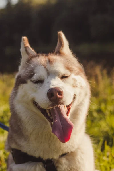 Portret Husky 'ego. Młody husky pies na spacer w parku jesienią. Husky rasa. Lekki, puszysty pies. Idź z psem. Pies na smyczy. Zwierzątko. — Zdjęcie stockowe