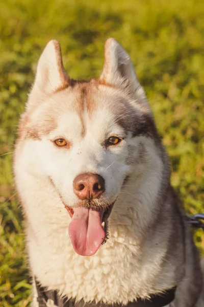 Husky porträtt. Ung husky hund för en promenad i parken på hösten. Husky förökar sig. Lätt fluffig hund. Gå med hunden. Hund i koppel. Ett husdjur — Stockfoto