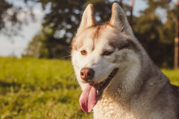 Husky portré. Fiatal husky kutya sétálni a parkban ősszel. Husky fajta. Világító bolyhos kutya. Sétálj a kutyával. Kutya pórázon. Egy kisállat. — Stock Fotó