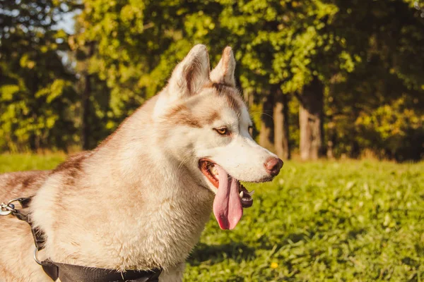 Husky portré. Fiatal husky kutya sétálni a parkban ősszel. Husky fajta. Világító bolyhos kutya. Sétálj a kutyával. Kutya pórázon. Egy kisállat. — Stock Fotó