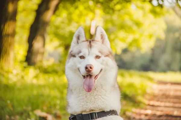 Husky Portrét. Mladý husky pes na procházku v parku na podzim. Husky Breed. Lehký chlupatý pes. Jdi se psem. Pes na vodítku. Domácí mazlíček — Stock fotografie