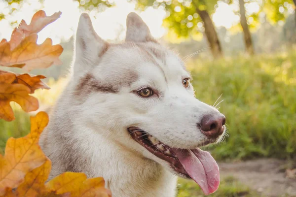 Retrato de Husky. Cão husky novo para um passeio no parque no outono. Raça Husky. Cão fofo leve. Anda com o cão. Cão com uma trela. Um animal de estimação — Fotografia de Stock