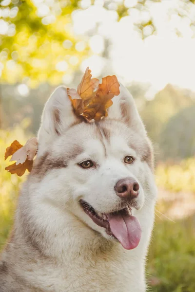 Husky portrait. Young husky dog for a walk in the park in autumn. Husky breed. Light fluffy dog. Walk with the dog. Dog on a leash. A pet — Stock Photo, Image