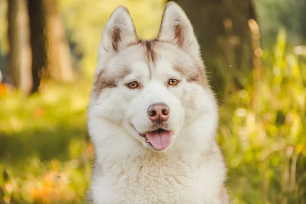 Junger Husky Hund Spaziert Zur Herbstzeit Park — Stockfoto