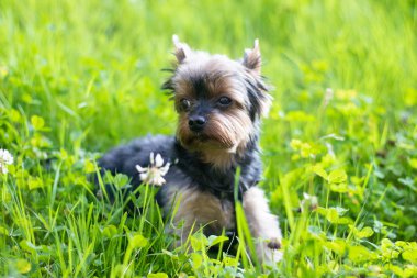 sevimli Yokshire Terrier köpek güneşli bir günde açık yürüyüş  