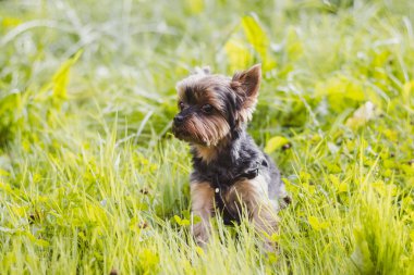 sevimli Yokshire Terrier köpek güneşli bir günde açık yürüyüş  