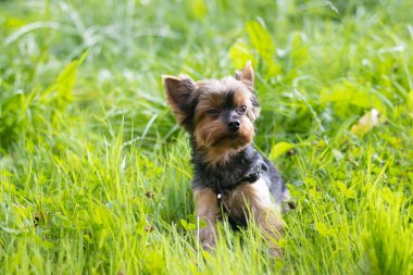 sevimli Yokshire Terrier köpek güneşli bir günde açık yürüyüş  