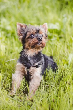 sevimli Yokshire Terrier köpek güneşli bir günde açık yürüyüş  