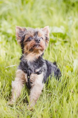 sevimli Yokshire Terrier köpek güneşli bir günde açık yürüyüş  